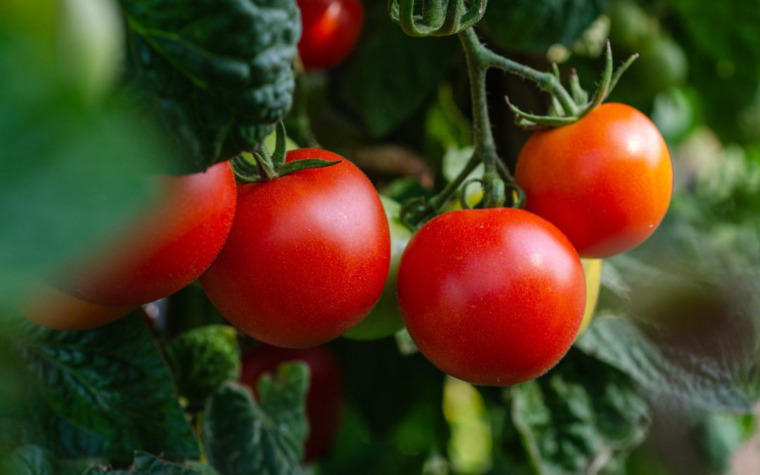 HOW DOES YOUR GARDEN GROW
